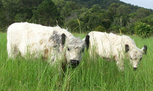 miniature cattle