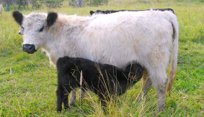 pure bred miniature cattle plus calf