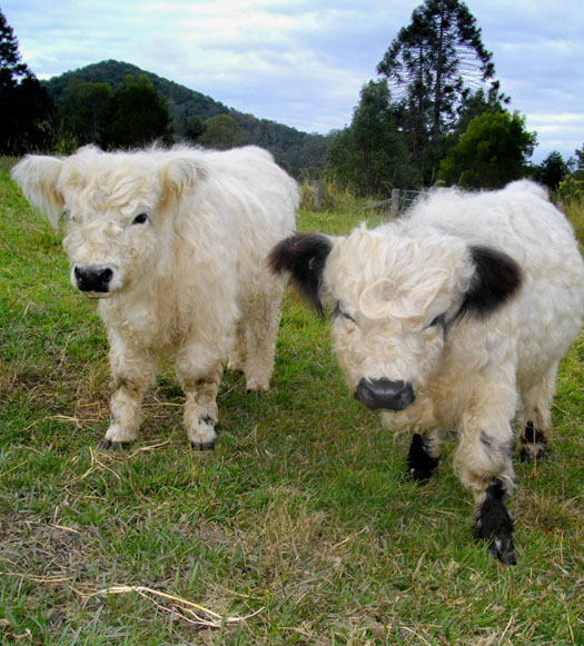 two full bloods Bulls