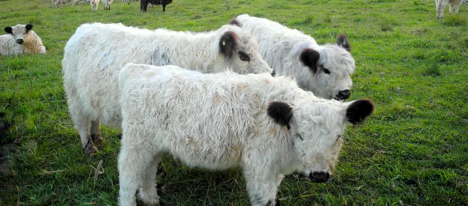 1 miniature cattle lll