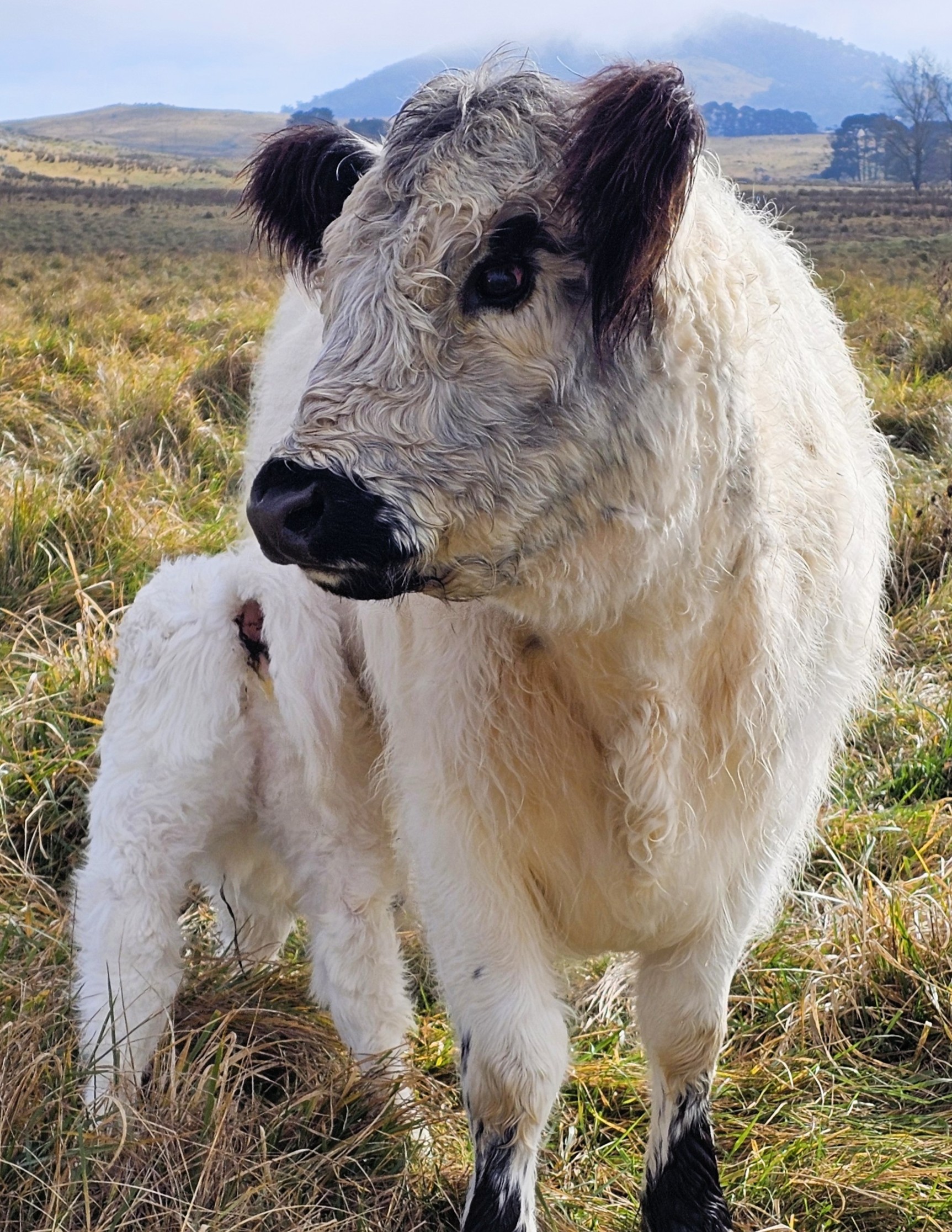 2025 06 16_Saffy stephi