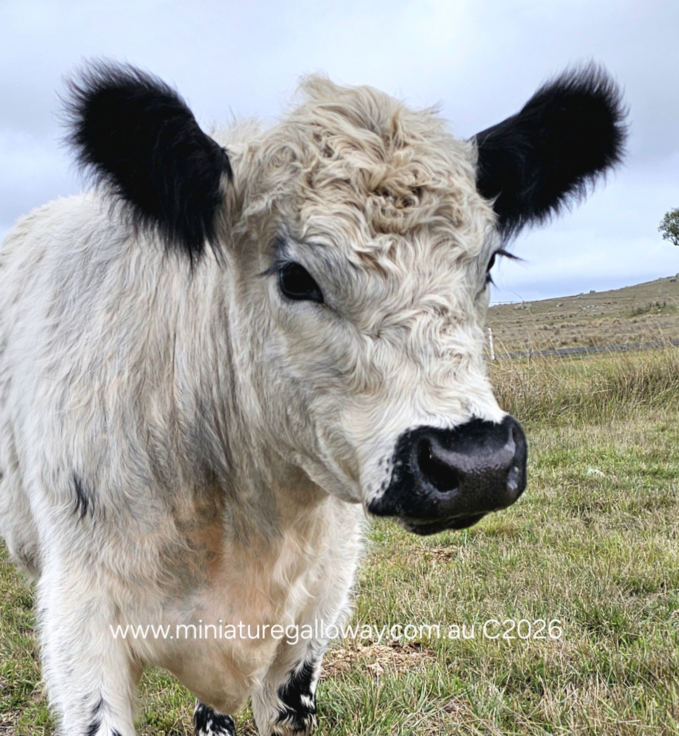 steer 2