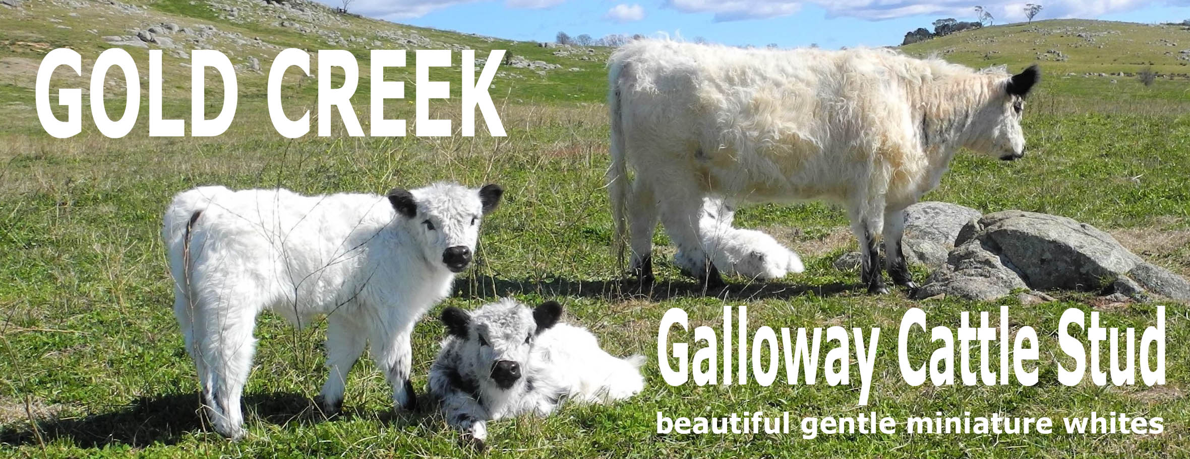 Miniature Cattle Traditional Galloway